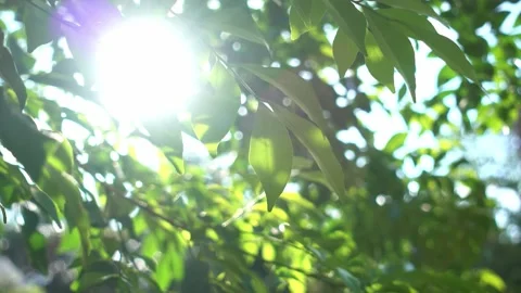 A close up of a tree Stock Footage 157868377