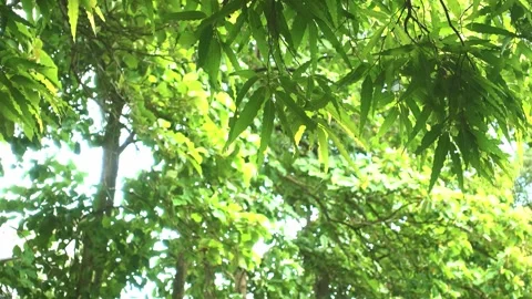 A close up of a tree 스톡 동영상 157870734