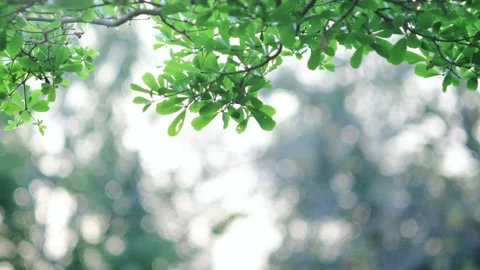 A close up of a tree 库存影片 157870777