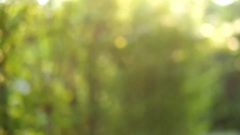 A close up of a tree 스톡 동영상 157871462