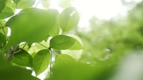 A close up of a tree Stock Footage 157871583