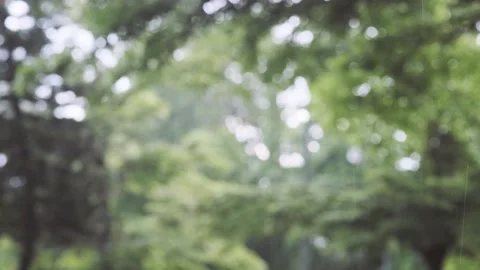 A close up of a tree 스톡 동영상 157872860