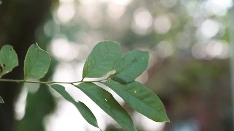 A close up of a tree 스톡 동영상 157875033