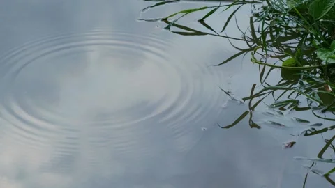 A close up of a tree 스톡 동영상 157875560