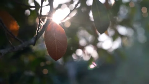 A close up of a tree Vidéo 157875674