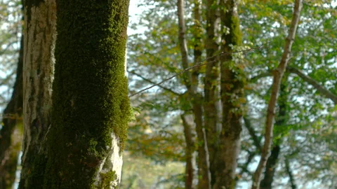 Close-up of a tree in a forest covered with moss Video stock 164255224