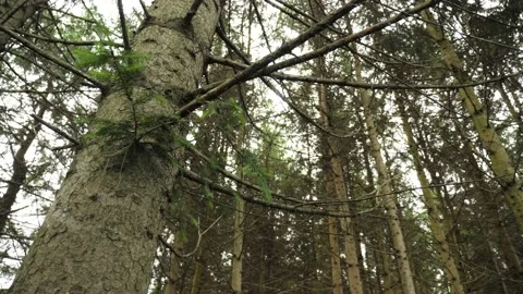 Close up tree forest looking up trees branches summer automn spring leaf nature Stock Footage 156201760