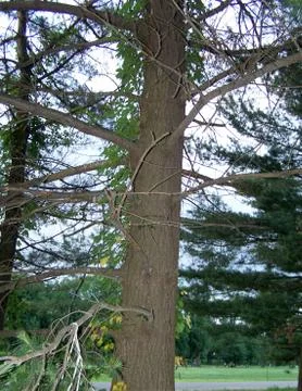 Close up tree in forest Foto stock