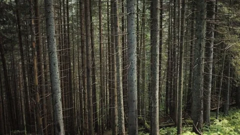 A close up of a tree in forest woods nature ecology green landscape dolly fog Stock Footage 94532337