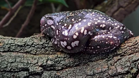 Close up tree Frog Stock Footage 269549662