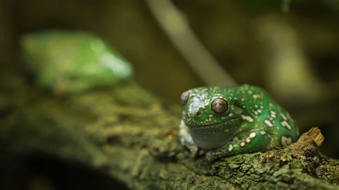 Close up of tree frogs Stock Footage 233802918