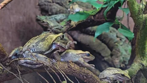 Close up of tree frogs Stock Footage 263677245
