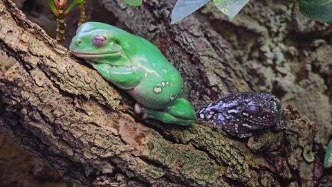 Close up of tree Frogs Stock Footage 266198394