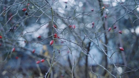 Close up to a tree with fruit, in Autumn. Video stock 126724272