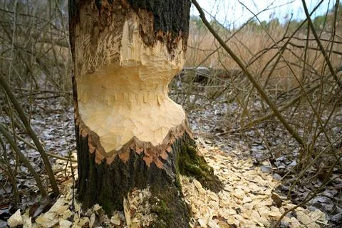Close-Up of a Tree Gnawed by Beavers in a Forest Stock Photos