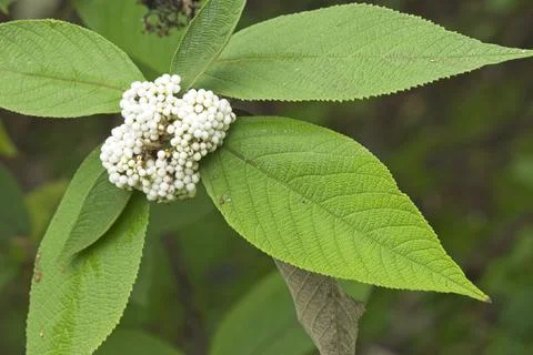 Close up of tree with green leaf and white round fruits Stock Photos