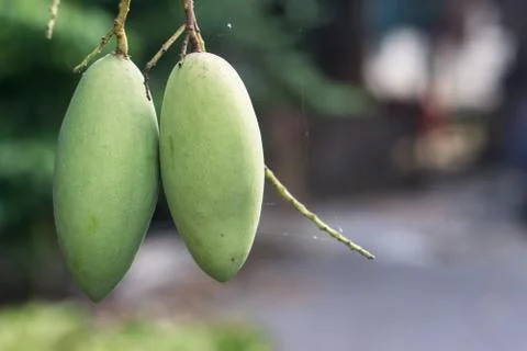 Close up tree with green mango fruit in the garden. Stock Photos