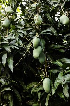 Close Up Of Tree With Green Mango Fruit In The Garden Stock Photos