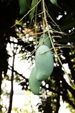 Close Up Of Tree With Green Mango Fruit In The Garden Stock Photos