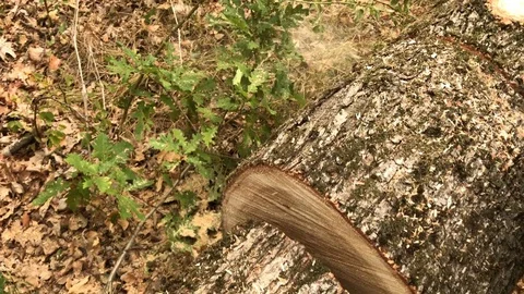 Close-up of tree on ground Stock Footage 80465043