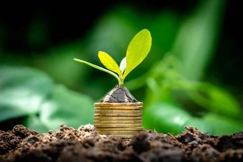 Close up tree growing from coins Stock-Fotos