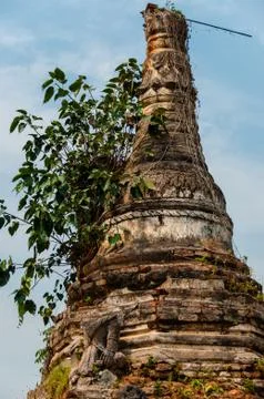 Close up of tree growing out a temple Stock Photos