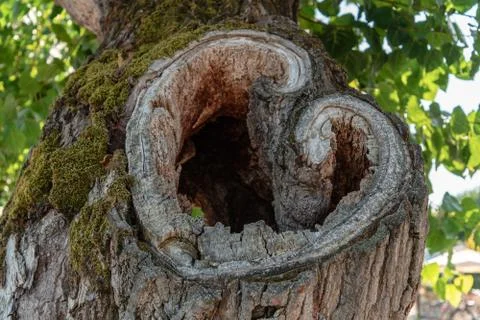 Close up of a tree with a hole heart in the middle Stock Photos