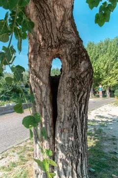 A close up of a tree with a hole in the middle Stock Photos