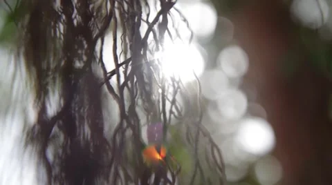 Close up of Tree in Indian Jungle. Stockbeeldmateriaal 55549434
