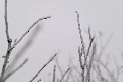 A close up of a tree with its branches covered in frost Fotos de archivo