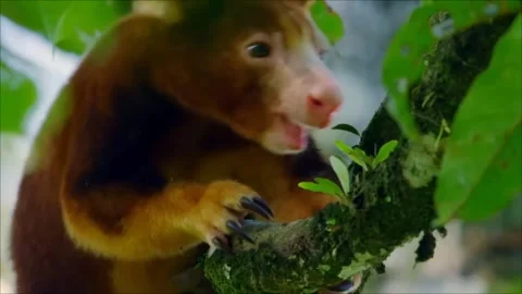 Close Up of Tree Kangaroo Resting on Tree Branch in Tropical Rainforest 4K Stock Footage 341564773