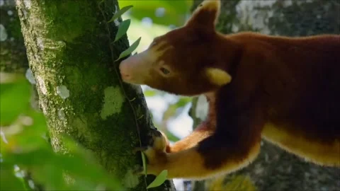 Close Up of Tree Kangaroo Resting on Tree Branch in Tropical Rainforest 4K Stock Footage 341564784