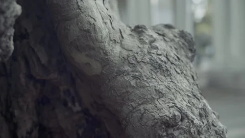 Close up of Tree Knot in McGolrick Park Greenpoint Brooklyn Blurred Background Stock Footage 250852631