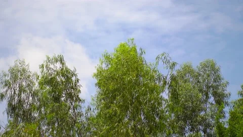 Close up tree leaf animate by wind on blue sky with cloud Stock Footage 139162672