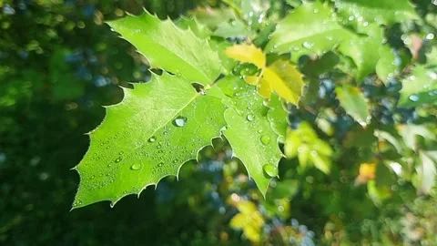 Close-up tree leaf with dew drops Stock Footage 204914438