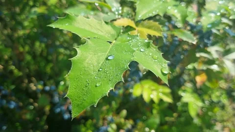 Close-up tree leaf with dew drops Stock Footage 204914603