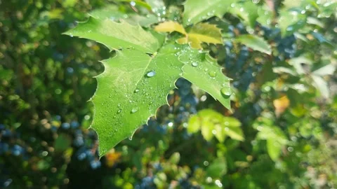 Close-up tree leaf with dew drops Stock Footage 204914640