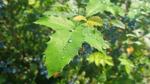 Close-up tree leaf with dew drops Stock Footage 204914641