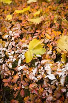 Close up of tree leaf fallen in bushes in autumn colors Stock Photos