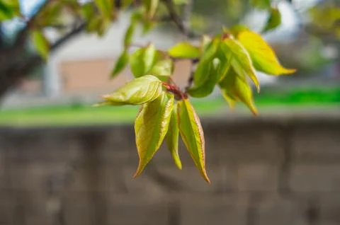 Close up Tree Leaf Stock Photos