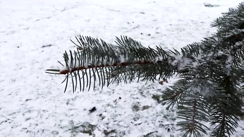 Close-up of tree leaves and branches with snow in winter in the park Stock Footage 250396416