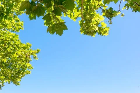 Close-up of tree leaves, backlit on blue sky background. Stock Photos