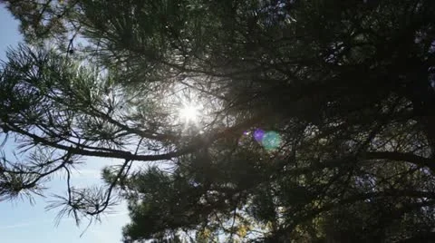 Close-up of Tree Leaves, dolly shot Stock Footage 22384795