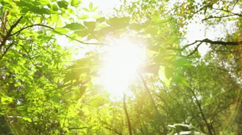 Close-up of Tree Leaves Stock Footage 12023532