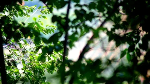 Close up of tree leaves Video stock 95141212