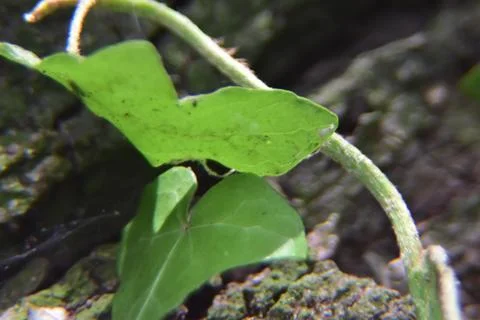 Close up of tree with leaves on it. Tree bark with Creeper Plant green leaves in Photos