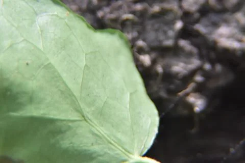 Close up of tree with leaves on it. Tree bark with Creeper Plant green leaves Stock Photos
