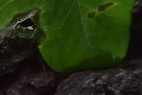 Close up of tree with leaves on it. Tree bark with Creeper Plant green leaves Stock Photos