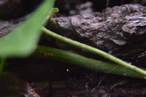 Close up of tree with leaves on it. Tree bark with Creeper Plant green leaves 库存照片