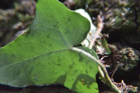 Close up of tree with leaves on it. Tree bark with Creeper Plant green leaves Stock Photos